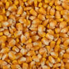 KURU MISIR 1 KG