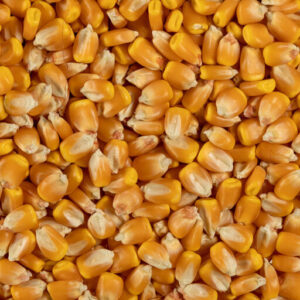 KURU MISIR 1 KG
