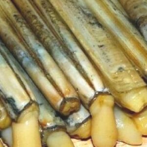 JUMBO SÜLÜNEZ