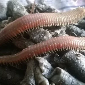 BORU KURDU
